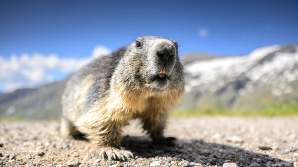 Fotoworkshop Naturfotografie Hohe Tauern Nico Radant