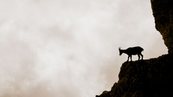 Fotoworkshop Naturfotografie Hohe Tauern Nico Radant Steinbock